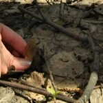 Сморчки настоящий съедобный (Morchella esculenta)